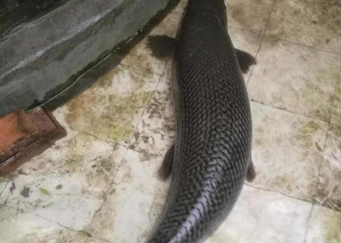 ��ȸ�����й����ԡ�