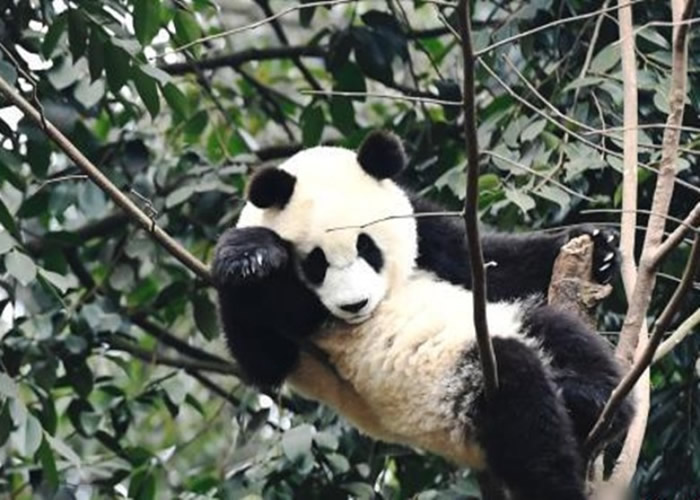 ΪǿҰèʶȫèҹ԰־ͼƬ