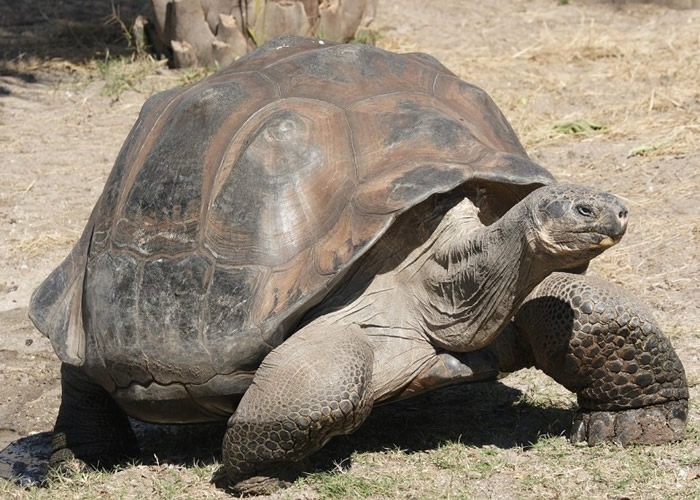 加拉伯戈斯象龟多年来成功以自然方法孵化下一代。