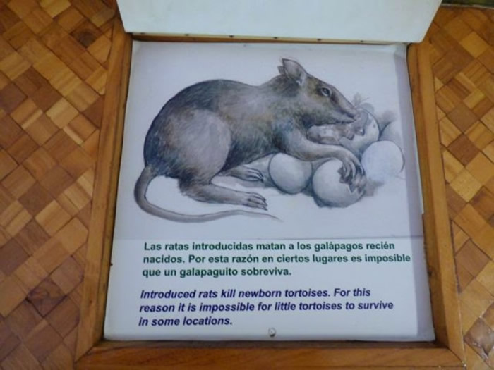 岛上老鼠已绝迹。