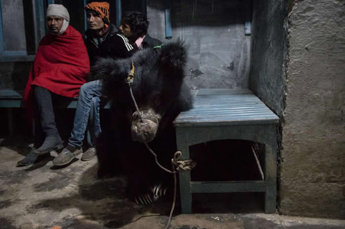 凌晨3点的警局里,兰吉拉被绑在长凳上,饲主们坐在它身后。饲主「经历多种情绪,」目击救援的尼尔.德克鲁兹(Neil D’Cruze)说。 「从震惊、否认、愤怒、恐