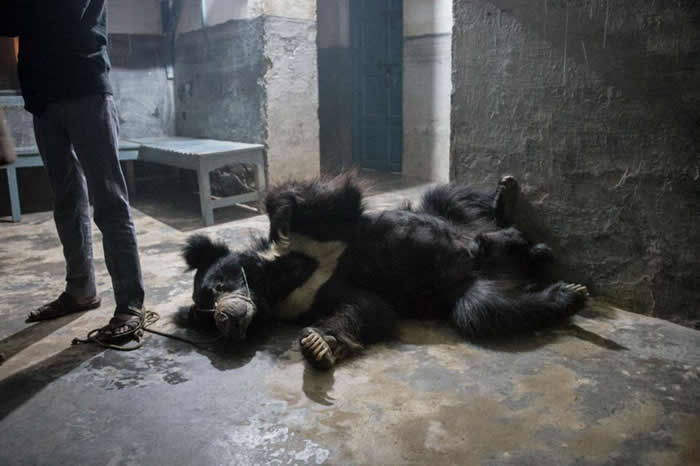 警局内,兰吉拉的饲主站在绑住它吻部的系绳上。兰吉拉和斯里德薇的牙齿都被移除,这在跳舞熊身上很常见。懒熊在野外捕食白蚁。这两只熊都靠米和牛奶维生。 PHOTOGR