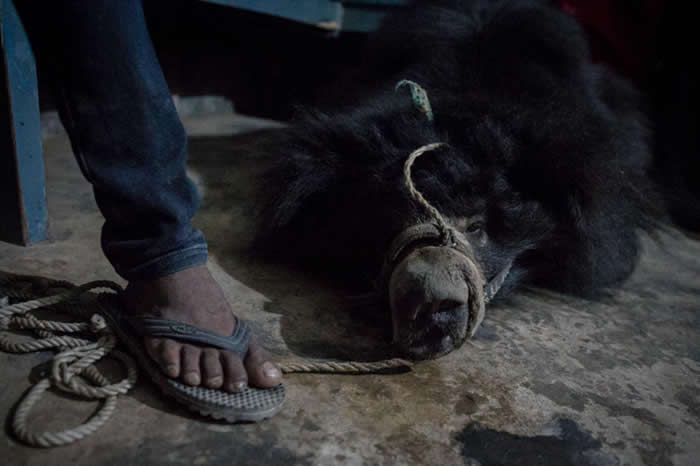 一条绳索穿过斯里德薇的吻部。跳舞熊大约八个月大的时候,驯兽师以烧热的铁棒穿过它们口鼻部的皮肤与软骨。接着穿进铁链或绳索,让驯兽师可以控制熊。 PHOTOGRAP