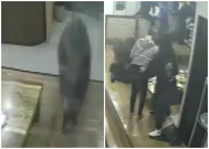 野猪突然闯入餐厅,吓坏店内客人。