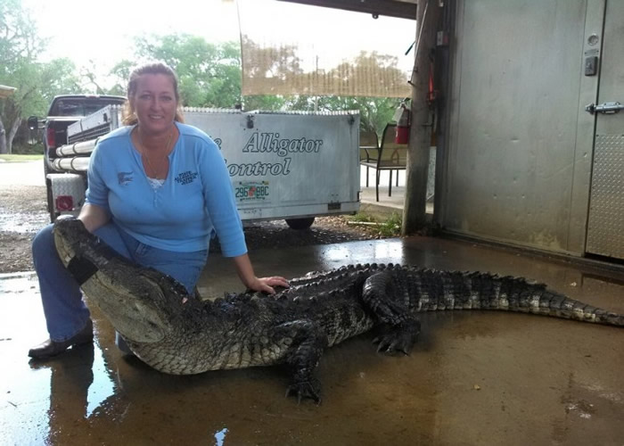 哈特继承丈夫的事业,工余时兼职猎鳄。