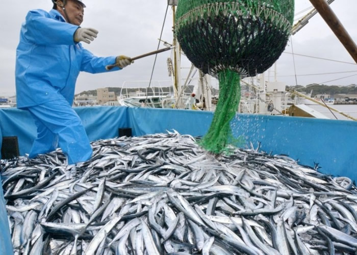 日本秋刀鱼渔获去年大减30%