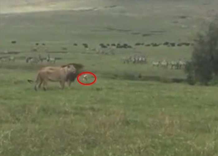两头狮子本在草地散步,突遇到狗狗挑衅。