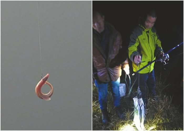 “泥鳅党”用经酒、违禁药物等浸泡过的活泥鳅来诱钓大白鱼,破坏水质及生态平衡。