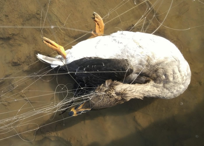 一只野生豆雁因撞进捕鸟网而丧命。