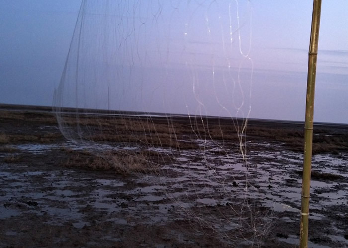 特攻队发现有十多个非法捕鸟网。