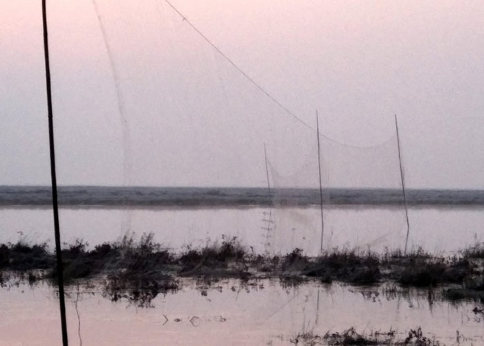 非法捕鸟网均长约60米,透明、网眼很大。