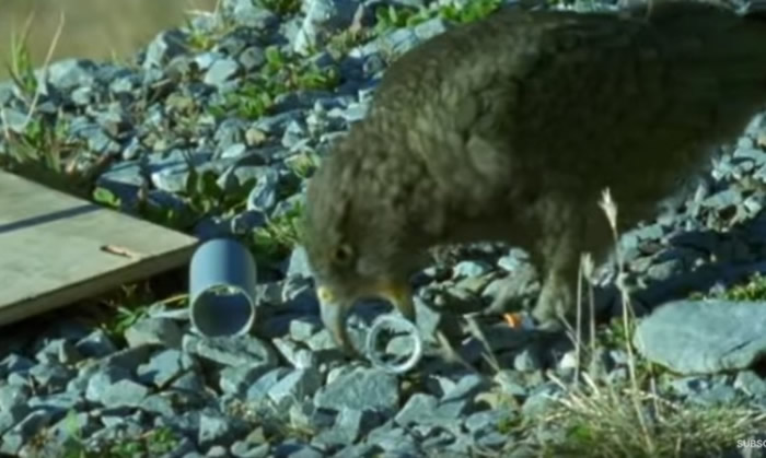 ����������ѵ��ʱ��ò����ֺ���