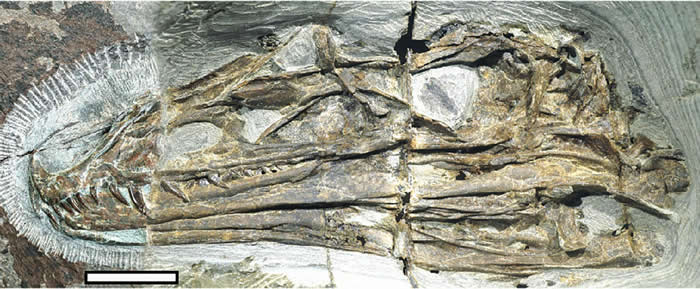 й1.61ǰԵϵܽĿ֡ղʺ