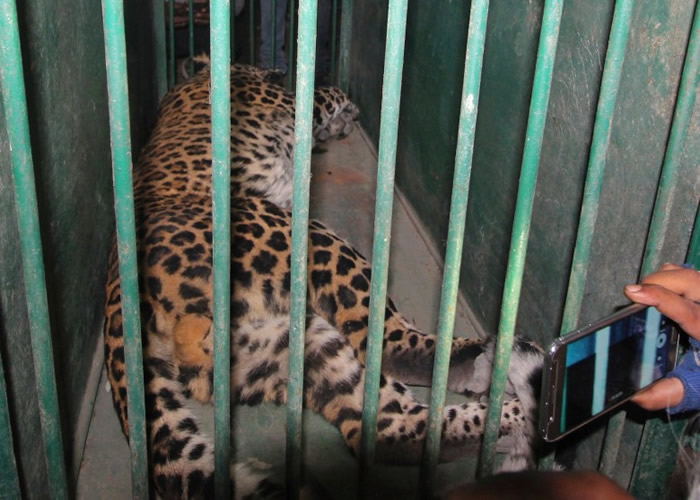 Ұ���������󣬷Ž��������ߡ�