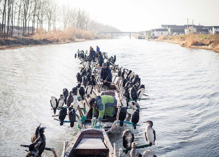 王海一家养了180只鸬鷀。