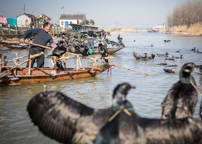 王海认为透过网络直播,愈来愈多网民对鸬鷀感兴趣。