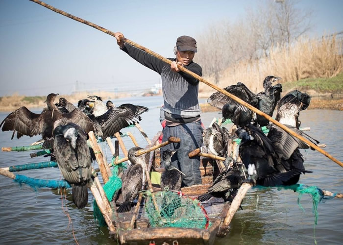 鸬鷀捕鱼至今已有逾千年历史。