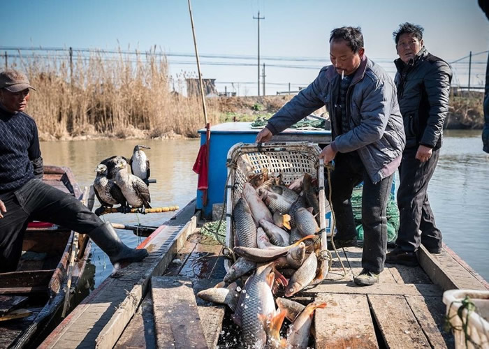 每日鱼获最多可达1500公斤。