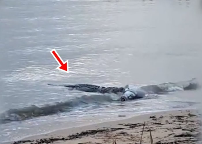 澳洲“俾斯麦”湾鳄游近浅滩 狠咬大鱼尸体回大海