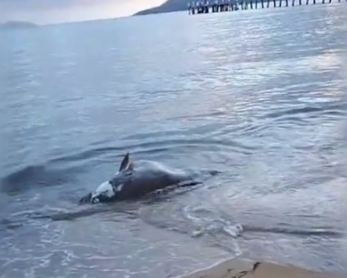 澳洲“俾斯麦”湾鳄游近浅滩 狠咬大鱼尸体回大海