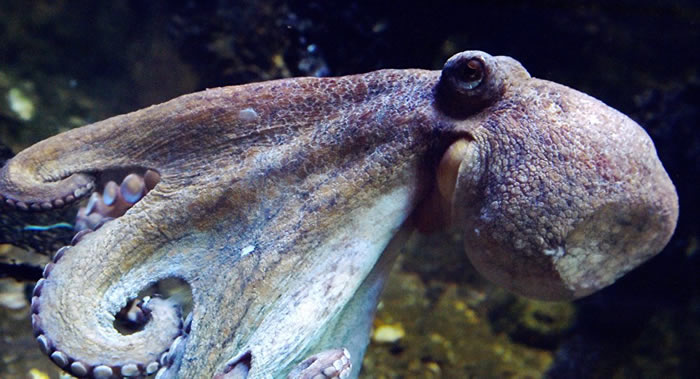 澳大利亚一只海豚活吞章鱼反被憋死