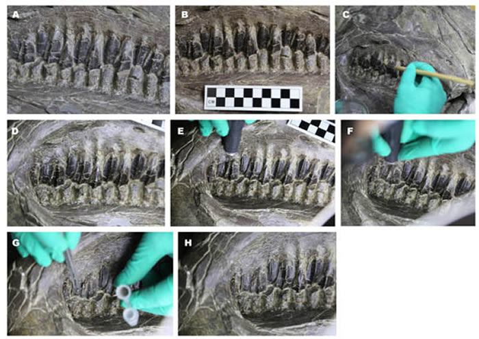 发现距今1亿多年前的马鬃龙“食谱”:禾本科植物至少在早白垩世晚期就已经出现