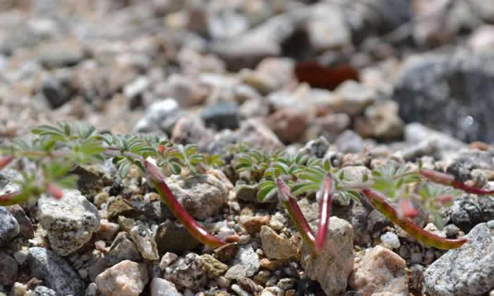 一小部分细菌主导了全球土壤