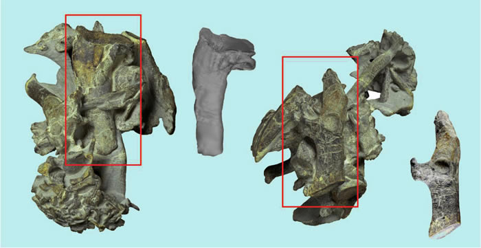 新西兰海滩发现地球史上最大企鹅化石:“比氏库米企鹅”生活在5500-6000万年前