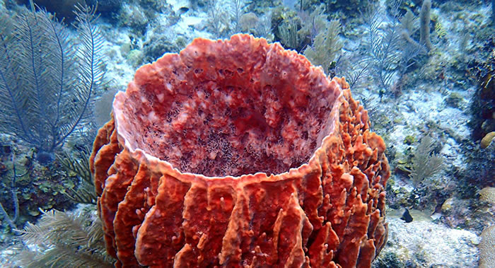 《当代生物学》:科学家称现代地球上最古老的生物是海绵