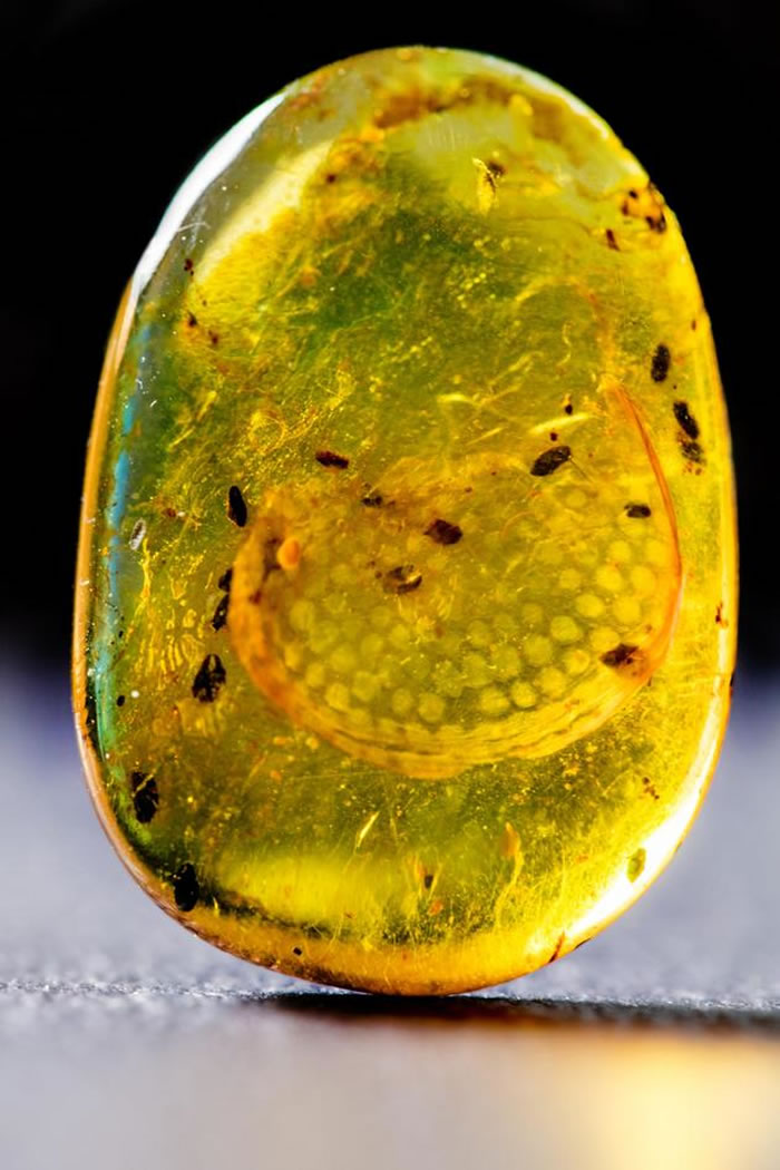 ����������걾����Ӱ/�º��ޣ�