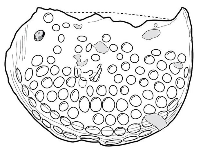 ����������걾����ͼ����ͼ/ Benjamin Sames��