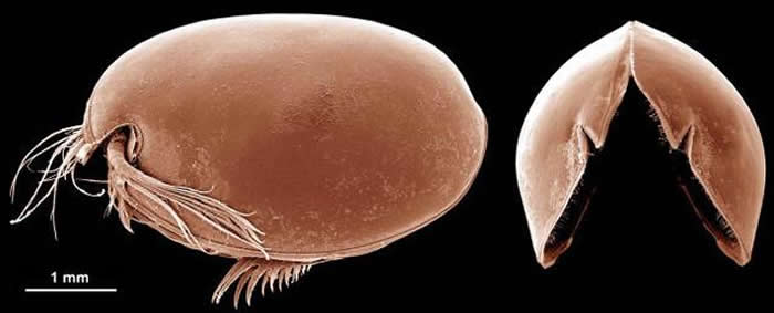 ɨ��ʽ������΢���µ�ϣ�������ө��Vargula hilgendorfii������ͼ/Mark Williams��