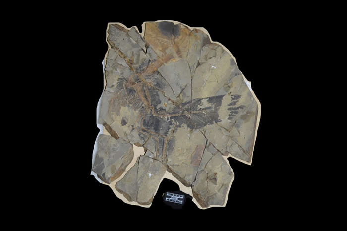 含有巨嵴彩虹龙化石的石块。它的羽毛在特殊条件下与骨骸一起形成化石。 PHOTOGRAPH BY THE FIELD MUSEUM