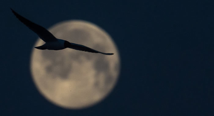 印度空间研究组织(ISRO)计划2018年三月份发射月球探测器“月船2号”