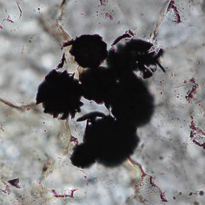 ���������¿����������ϵ�����������40����ǰ�ʹ���