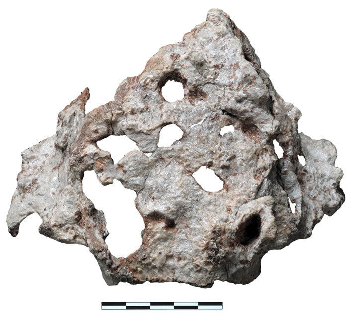 吴氏埃尔金龙头骨顶视