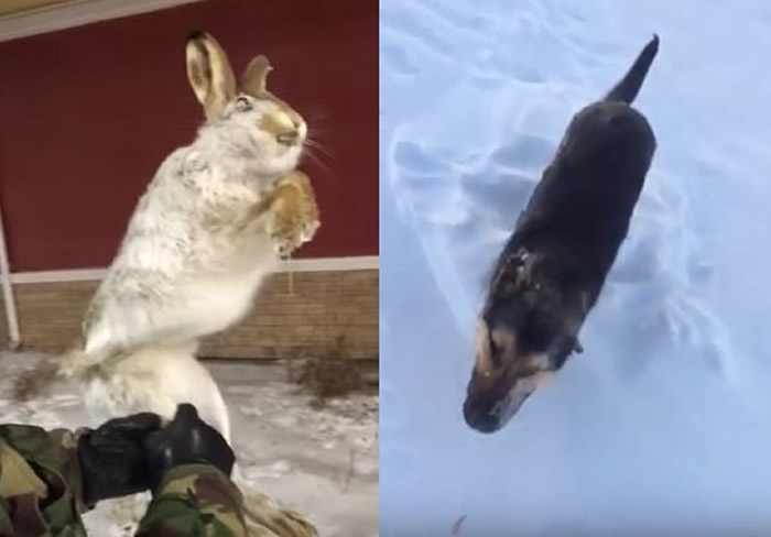 ������˹̹���ܱ���ѩ��Ϯ���½���-56�� Ұ�ú͹�����ԭ�ض���