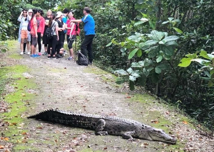 新加坡双溪布洛湿地保护区公园惊现鳄鱼