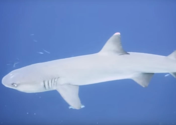 鱼类在没有鲨鱼的威胁下,眼睛和尾部会比正常细小。