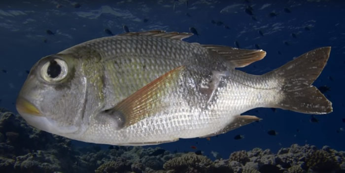 鱼类眼睛和尾部明显缩小。