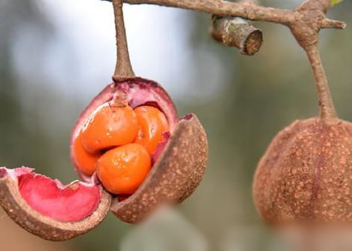 伯乐树为落叶乔木,又名钟萼木。