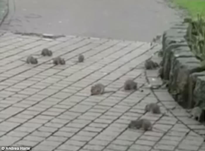 《哈默尔恩的吹笛人》场面:英国德文郡普利茅夫30只老鼠白天横行