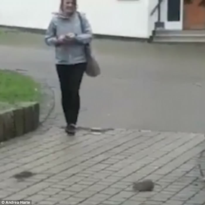 《哈默尔恩的吹笛人》场面:英国德文郡普利茅夫30只老鼠白天横行