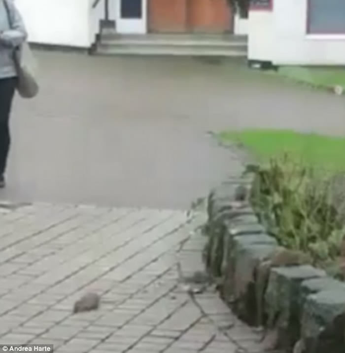 《哈默尔恩的吹笛人》场面:英国德文郡普利茅夫30只老鼠白天横行