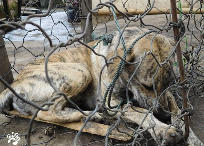 动物组织“Dog Meat-Free”揭印尼狗肉市集实况