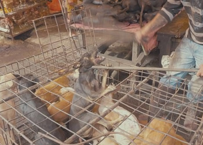 狗肉贩子抓出狗只时,为免它们反抗,会用棍猛力敲打其头部。