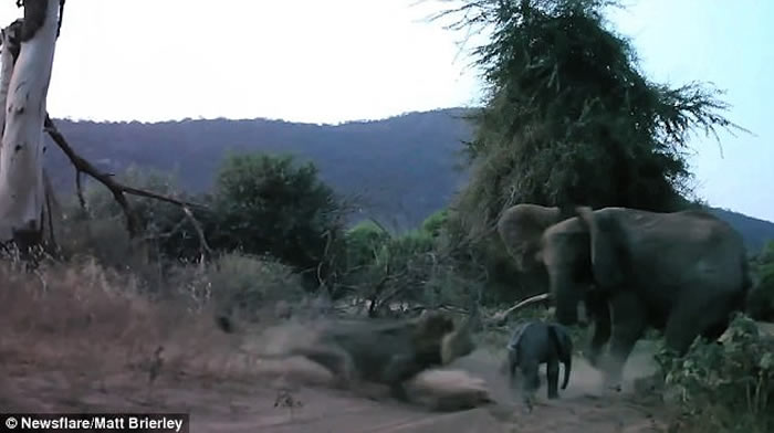 �����Ǵ������軤�� ����֮��ʨ����Ķ���