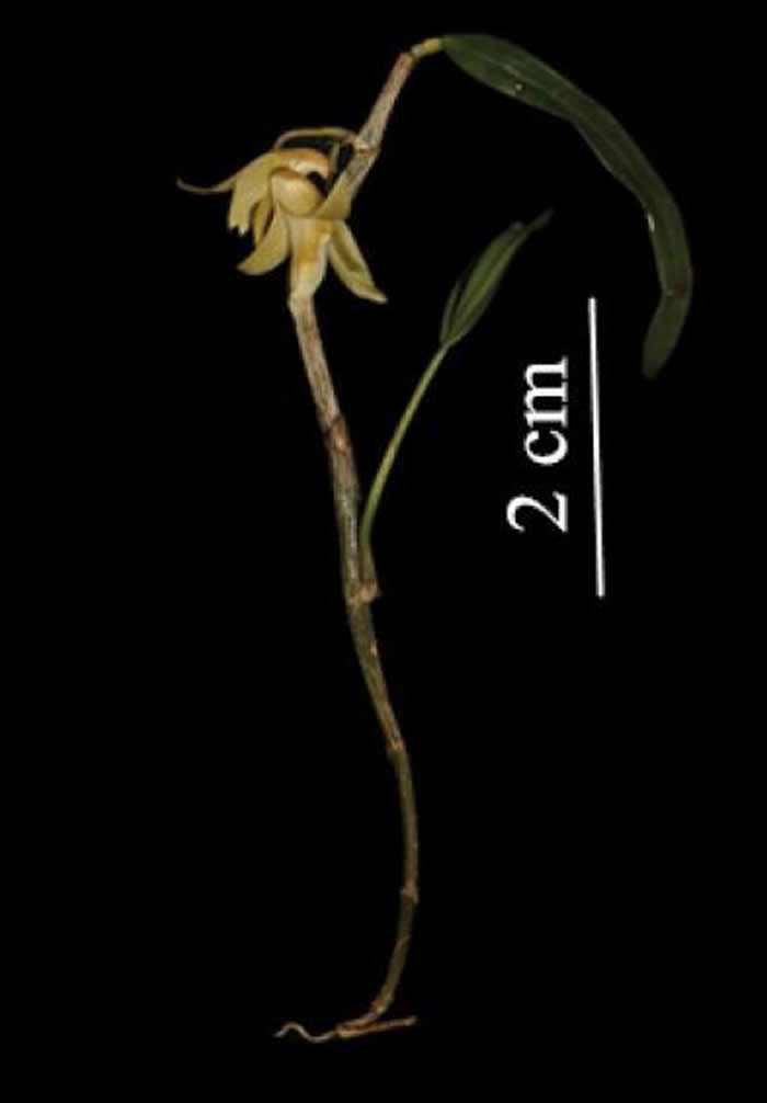 东南亚地区的植物多样性:新一期植物分类学快报描述来自7个科的18个新种