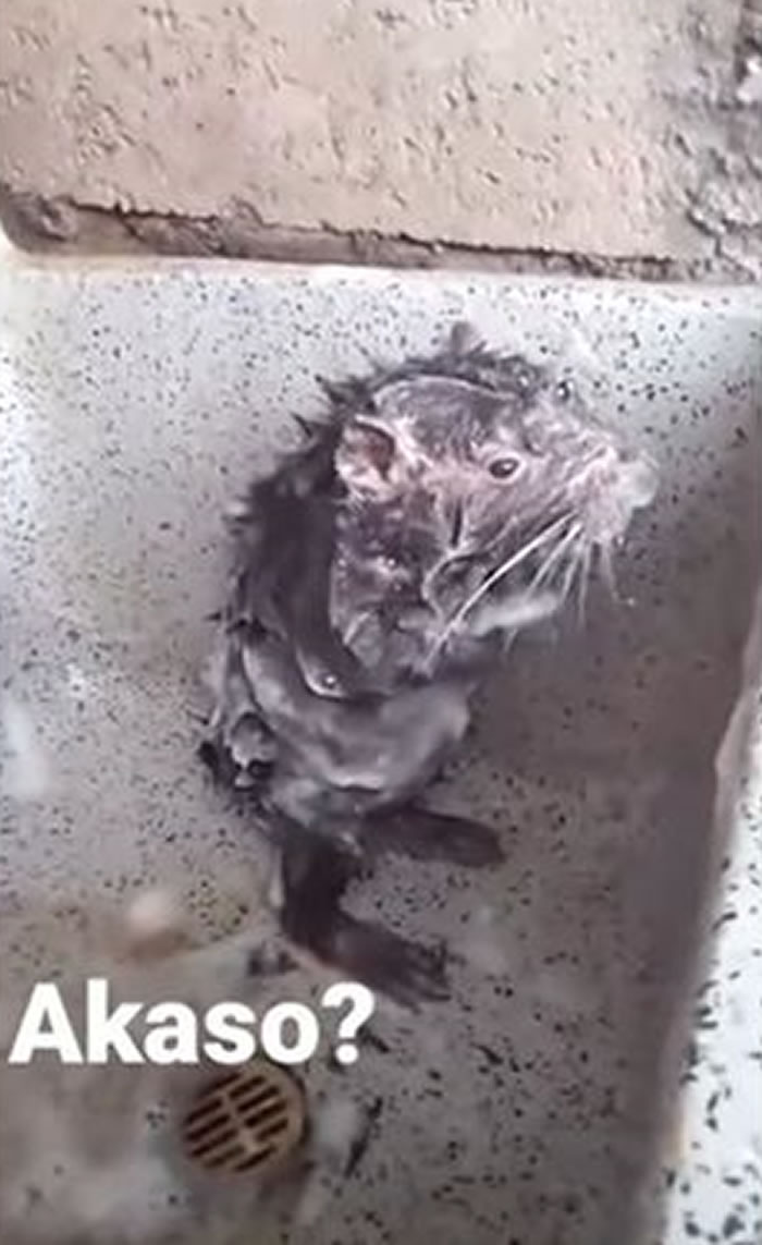 一只会洗澡的老鼠爆红!专家:它很痛苦