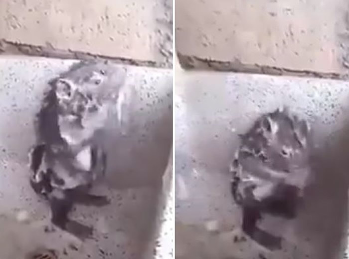 一只会洗澡的老鼠爆红!专家:它很痛苦